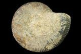 Bathonian Ammonite (Procerites) Fossil - France #152706-1